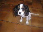 prinçesse - Cavalier King Charles Spaniel Femelle (6 mois)