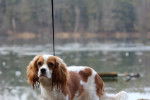 Penny - Cavalier King Charles Spaniel Femelle (1 an)