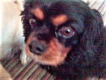 Betty - Cavalier King Charles Spaniel Femelle (8 ans)