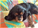 Betty - Cavalier King Charles Spaniel Femelle (8 ans)