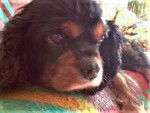 Betty - Cavalier King Charles Spaniel Femelle (8 ans)