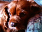 Susi - Cavalier King Charles Spaniel Femelle (9 ans)