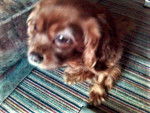 Susi - Cavalier King Charles Spaniel Femelle (9 ans)