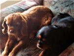 Betty & Susi - Cavalier King Charles Spaniel Femelle