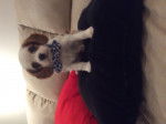 Jorgie - Cavalier King Charles Spaniel Mâle (2 mois)