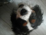 Dickens - Cavalier King Charles Spaniel Mâle (8 ans)