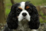 Lady - Cavalier King Charles Spaniel Femelle (7 ans)