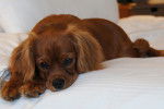 Photo Cavalier King Charles Spaniel