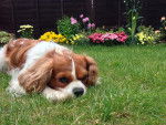 Photo Cavalier King Charles Spaniel
