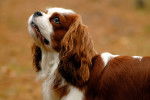 Photo Cavalier King Charles Spaniel