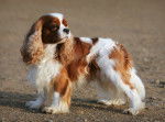 Un Cavalier King Charles Spaniel roux et blanc