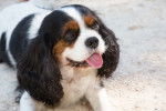 Photo Cavalier King Charles Spaniel