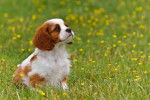 Photo Cavalier King Charles Spaniel