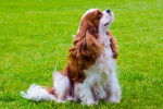 Photo Cavalier King Charles Spaniel