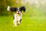 Un Cavalier King Charles Spaniel courant sur une surface herbacée 