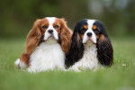Deux Cavaliers King Charles allongés dans l'herbe