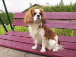 jazz - Cavalier King Charles Spaniel Mâle (10 mois)