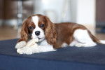 Un chiot Cavalier King Charles ronge un os à mâcher