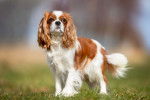 Photo Cavalier King Charles Spaniel