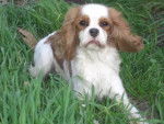 Babylone - Cavalier King Charles Spaniel Femelle (2 ans)