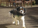 Taylor du Crépuscule des Etangs - Cavalier King Charles Spaniel Mâle (9 ans)