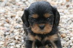 gold - Cavalier King Charles Spaniel Mâle (3 mois)