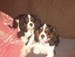 tit père - Cavalier King Charles Spaniel Mâle (8 mois)
