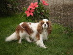 Bethoven - Cavalier King Charles Spaniel Mâle (3 ans)