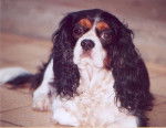 Prunelle - Cavalier King Charles Spaniel Femelle (6 ans)