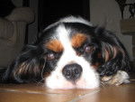 Choupy - Cavalier King Charles Spaniel Mâle (5 ans)