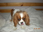 Câline - Cavalier King Charles Spaniel Femelle (1 an)