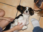 Rocky - Cavalier King Charles Spaniel Mâle (1 an)