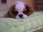 Gaufrette - Cavalier King Charles Spaniel Femelle (1 an)