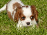 TROPCHOUPI - Cavalier King Charles Spaniel