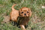 Bella - Cavalier King Charles Spaniel Femelle (6 mois)