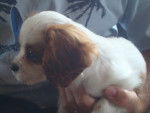 Beau - Cavalier King Charles Spaniel Femelle (6 mois)