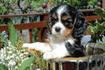 Mina - Cavalier King Charles Spaniel Femelle (9 mois)