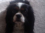 Pari - Cavalier King Charles Spaniel Femelle (4 ans)