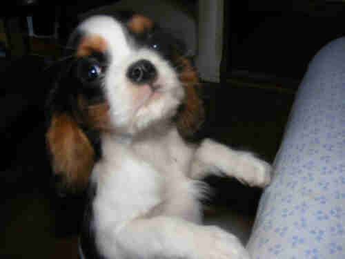 DUSTY - Cavalier King Charles Spaniel Femelle (11 mois)