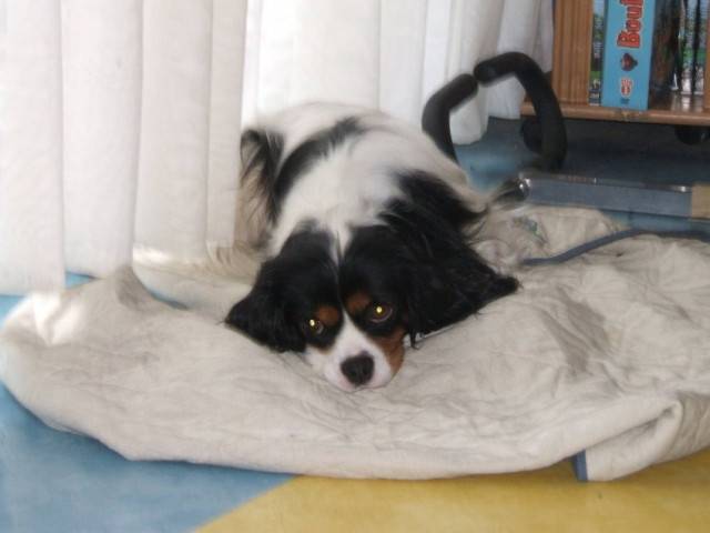 Aldo - Cavalier King Charles Spaniel Mâle (3 ans)