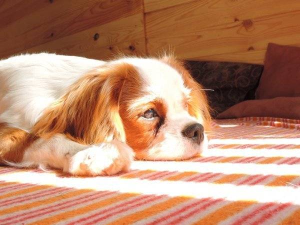 Le Cavalier King Charles