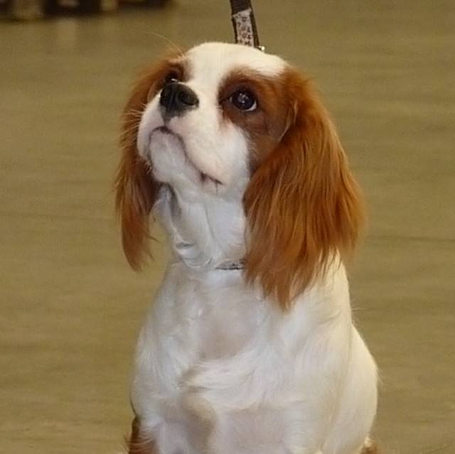 ICamélia - Cavalier King Charles Spaniel Femelle (1 an)