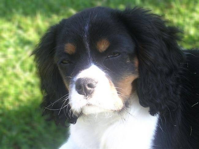 Doudoune - Cavalier King Charles Spaniel