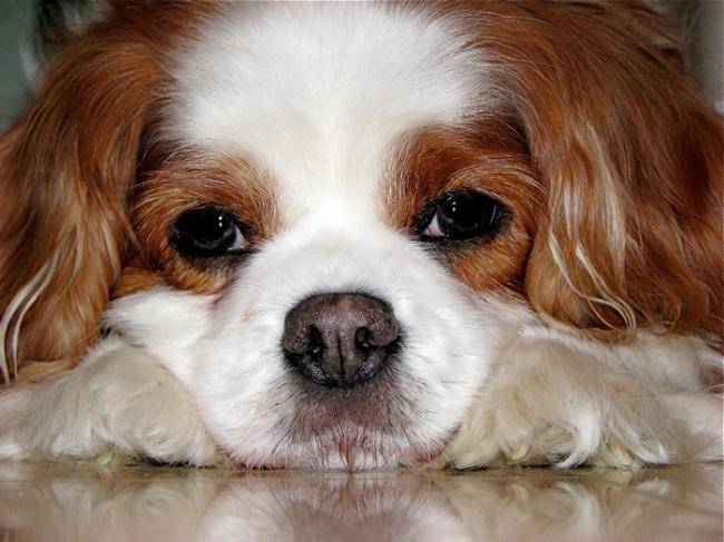 Lotus beau portrait Cavalier King Charles - Cavalier King Charles Spaniel