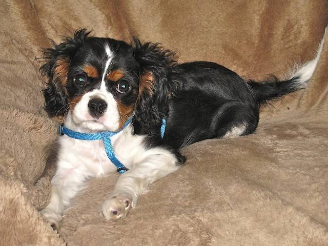 Frimousse petite Cavalier King Charles - Cavalier King Charles Spaniel