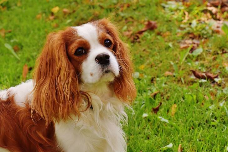 Le Cavalier King Charles