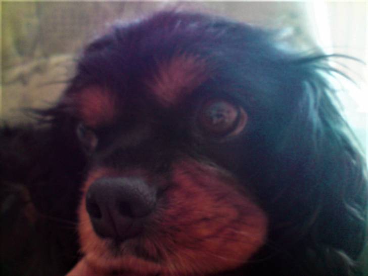 Betty - Cavalier King Charles Spaniel Femelle (8 ans)