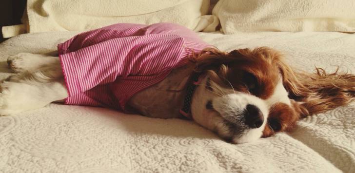 Photo Cavalier King Charles Spaniel