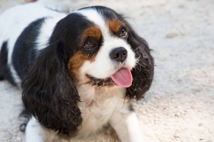 Photo Cavalier King Charles Spaniel