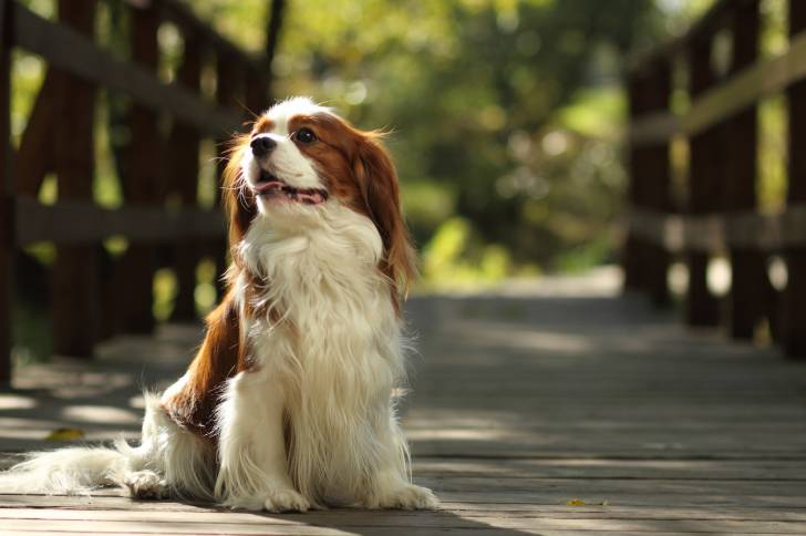 Photo Cavalier King Charles Spaniel